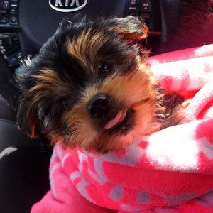 Meet your Posher, Aurora